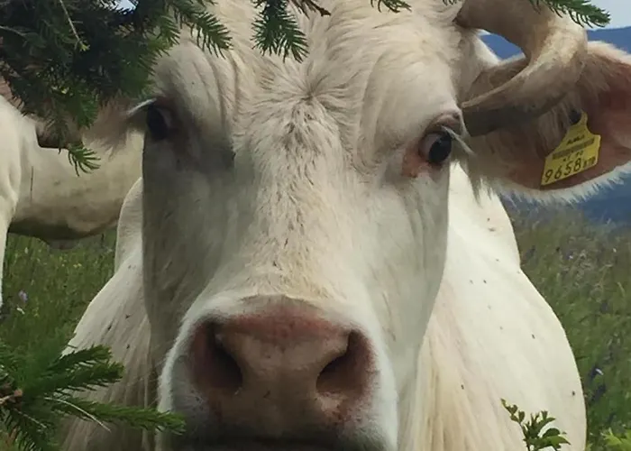 Mountain House With A View דירה Christofberg